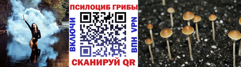 Галлюциногенные грибы Psilocybine cubensis  закладка  Фокино 